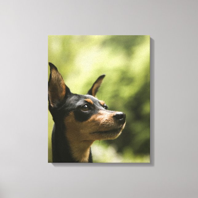 Impressão Em Tela Pinscher Miniatura (Min-Pin) 2 (Frente)