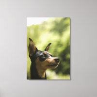 Pinscher Miniatura (Min-Pin) 2