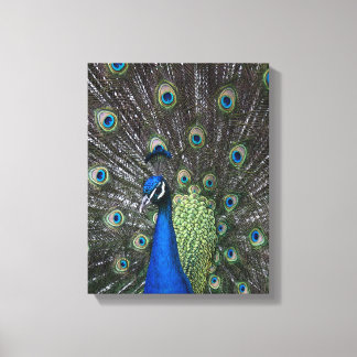 Impressão em Tela Pintada de Pavão