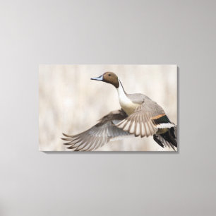 Impressão Em Tela Pintail Drake em Voo
