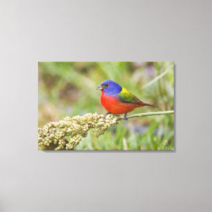 Impressão Em Tela Pintassilgo-pintado (Passerina ciris) macho se ali