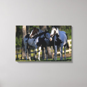 Impressão Em Tela Pinte cavalos