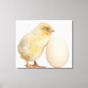 Impressão Em Tela Pintinho com ovo (2 dias velho)