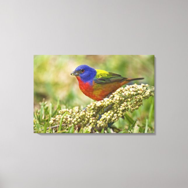 Impressão Em Tela Pintor Verdadeiro (Frente)