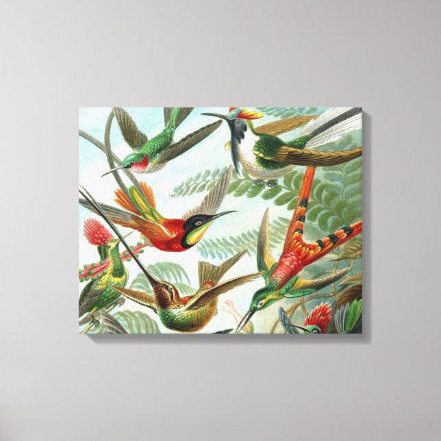 Impressão Em Tela pintura clássica da fauna selvagem de beija-flor (Frente)