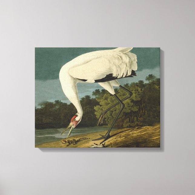Impressão Em Tela Pintura de pássaros Audubon Crane Whoping (Frente)