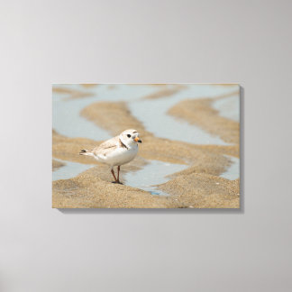 Impressão Em Tela Piping Plover