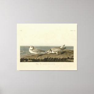 Impressão Em Tela Piping Plover from Audubon's Birds of America