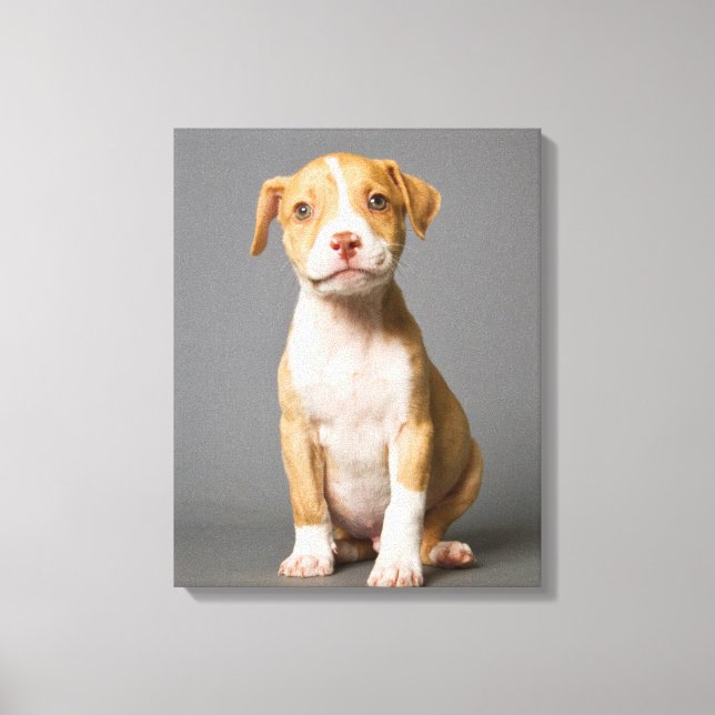 Impressão Em Tela Pit-Bull Puppy (Frente)