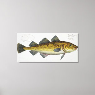 Impressão Em Tela Placa LXIV do bacalhau (Gadus Morhua) 'de