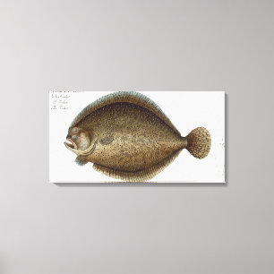 Impressão Em Tela Placa XLIX do Turbot (Pleuronectes Maximus) 'de