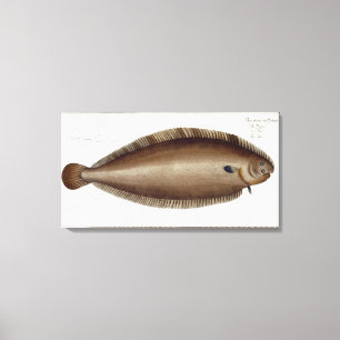 Impressão Em Tela Placa XLV do linguado (Solea Solaea) 'de Ichthyol