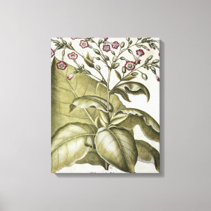 Impressão Em Tela Planta de tabaco, do "Hortus Eystettensis" por B