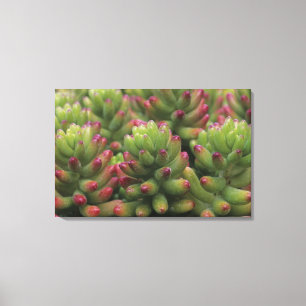 Impressão Em Tela planta Sedum, Museu do Deserto de Arizona-Sonora,