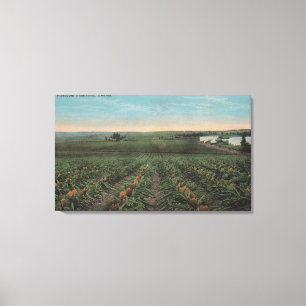 Impressão Em Tela Plantação de abacaxi pronta para colheita em Flori