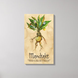 Impressão Em Tela Plantas Mágicas Mandrake 1 12,84'' x 21,93'' Canv