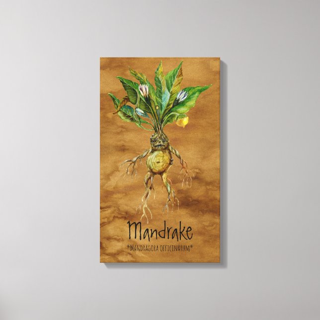 Impressão Em Tela Plantas Mágicas Mandrake 1 12,84'' x 21,93'' Canva (Frente)