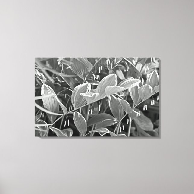 Impressão Em Tela Plantas selantes de Salomão variadas - Pretas e Br (Frente)