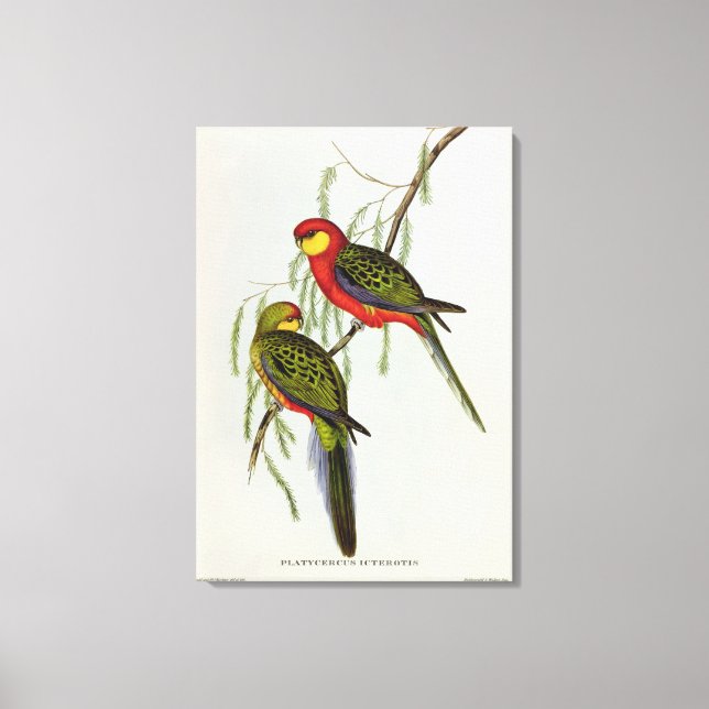 Impressão Em Tela Platycercus Icterotis (Frente)