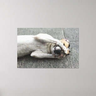 Impressão Em Tela Playful White Dog Lying on Back Hiding Face with P