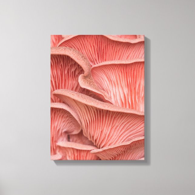 Impressão Em Tela pleurotes roses (Frente)