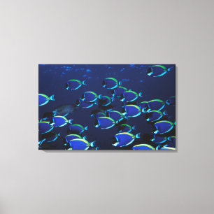 Impressão Em Tela Pó de Ensino Azul Cirurgião