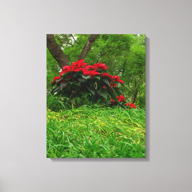 Impressão Em Tela Poinsettia Vermelha (Frente)