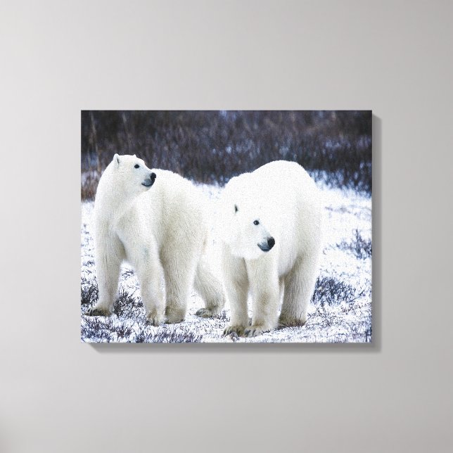 Impressão Em Tela Polar Bear Love (Frente)