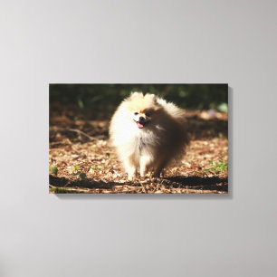 Impressão Em Tela Pomeranian que trota nas folhas caídas