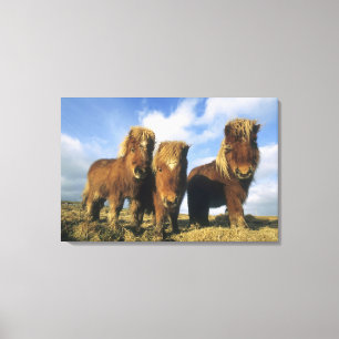 Impressão Em Tela Pônei de Shetland, ilhas de Shetland do