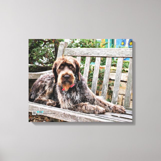 Impressão Em Tela Ponteiro Alemão Wirehaired - Lexy (Frente)
