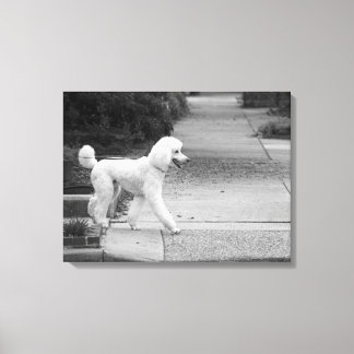 Impressão Em Tela Poodle
