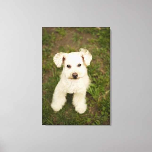 Impressão Em Tela Poodle (branco) (Frente)