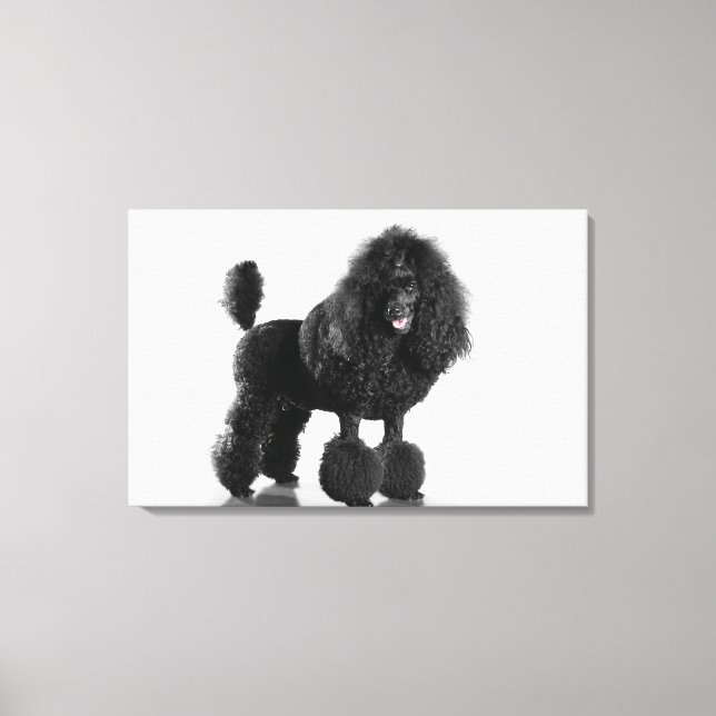 Impressão Em Tela Poodle Preto Trimado (Frente)
