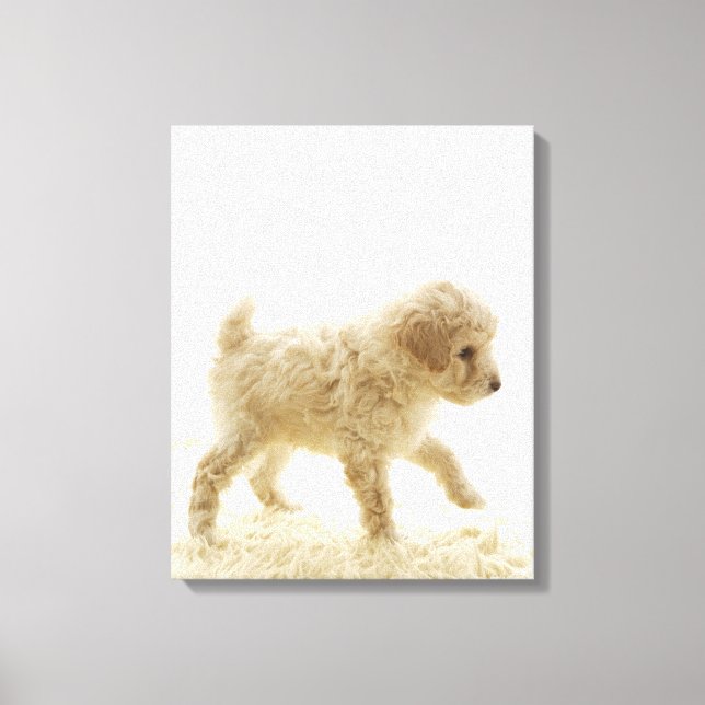 Impressão Em Tela Poodle Puppy (Frente)