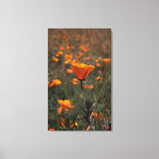 Impressão Em Tela Poppen (Frente)