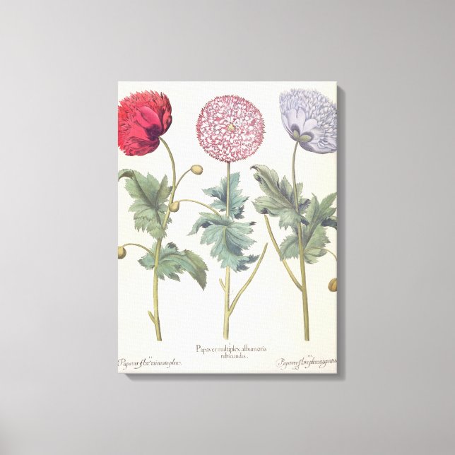 Impressão Em Tela Poppies: 1.Papaver multiplex albumoris rubicundis; (Frente)