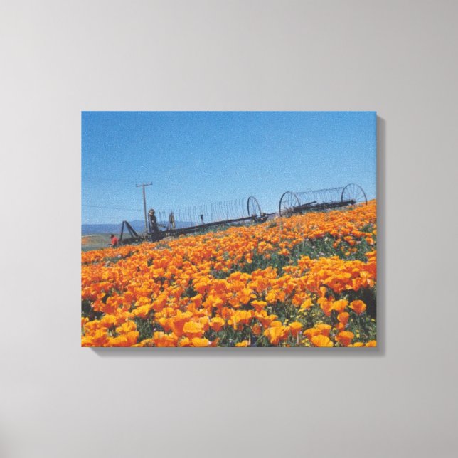 Impressão Em Tela Poppies da Califórnia (Frente)