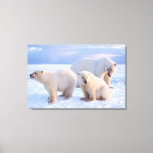 Impressão Em Tela Porcas de urso polar com filhotes em conjunto com 