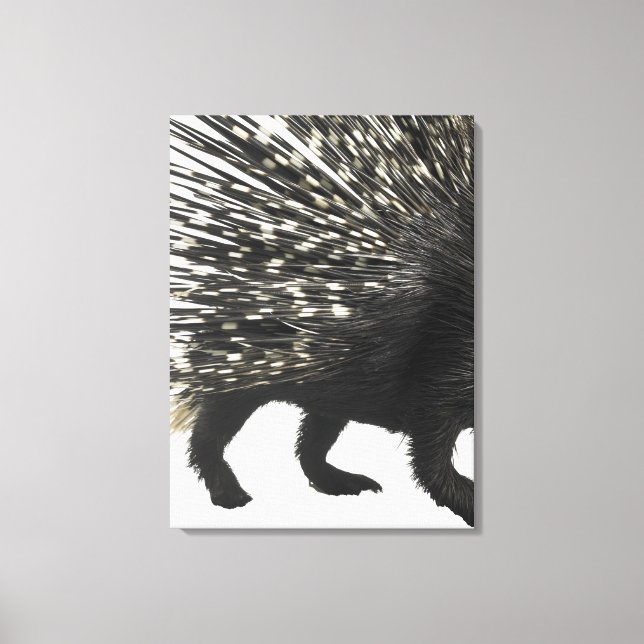 Impressão Em Tela Porcupine (Frente)