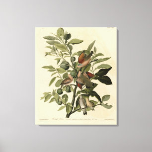 Impressão Em Tela Porta-Terras Comum das Aves da América de Audubon