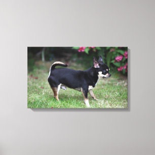 Impressão Em Tela Posição de cabelos curtos da chihuahua