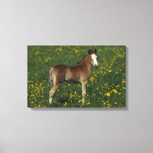 Impressão Em Tela Potro de Galês