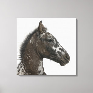 Impressão Em Tela potro do híbrido entre um Appaloosa e um a
