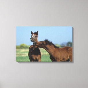 Impressão Em Tela Potros que jogam 2