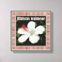 Praça Hibiscus Waimeae