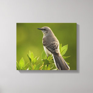 Impressão Em Tela Presentes para aves do Mockingbird