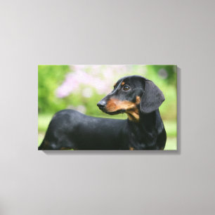 Impressão Em Tela Preto e Dachshund 2 de Tan Miniture