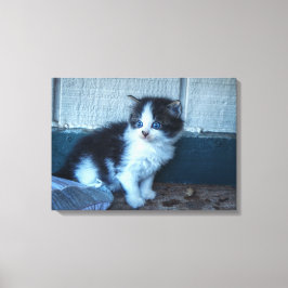 Impressão Em Tela Preto + Gatinho Branco