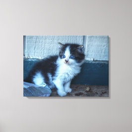 Impressão Em Tela Preto + Gatinho Branco